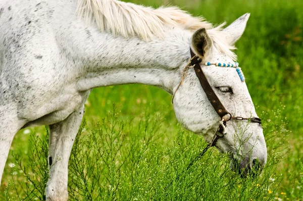 Um cavalo branco se alimentando ao ar livre — Fotografia de Stock