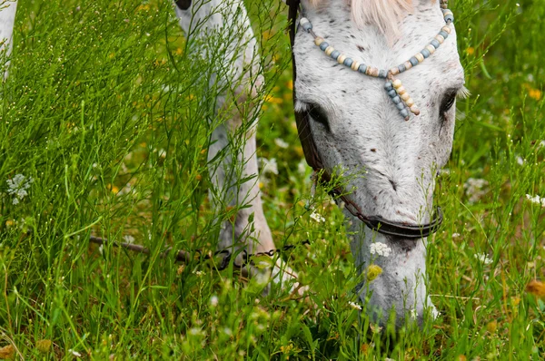 En vit häst utfodring utomhus — Stockfoto