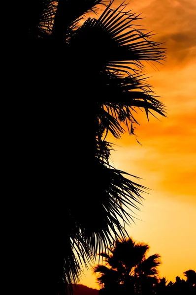 Summer background in orange color with palm — Stock Photo, Image