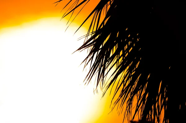 Schöner Sommerhintergrund mit einer Silhouette — Stockfoto