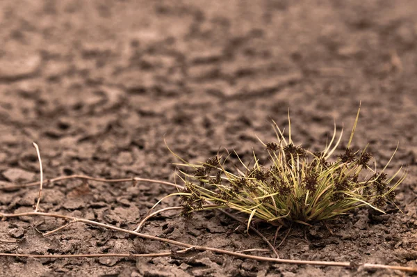 Trockener Boden vor Regen mit Pflanze — Stockfoto