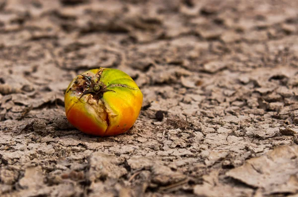 Closeup suché půdy před deštěm s ovocem — Stock fotografie