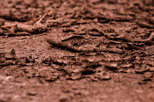 비 하기 전에 건조 한 토양 근접 촬영 — 스톡 사진