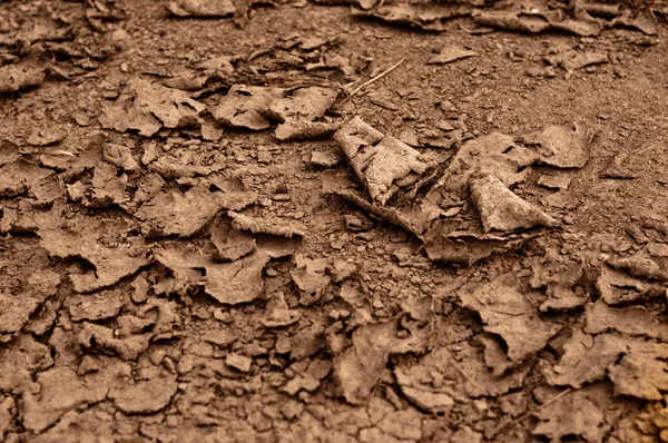 Nahaufnahme trockener Böden vor Regen — Stockfoto