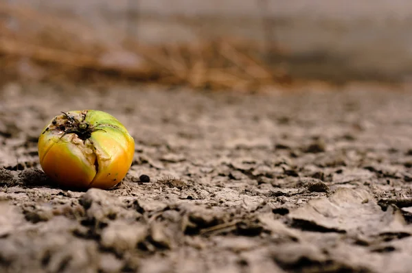 Dry soil closeup before rain with fruit — Stock Photo, Image