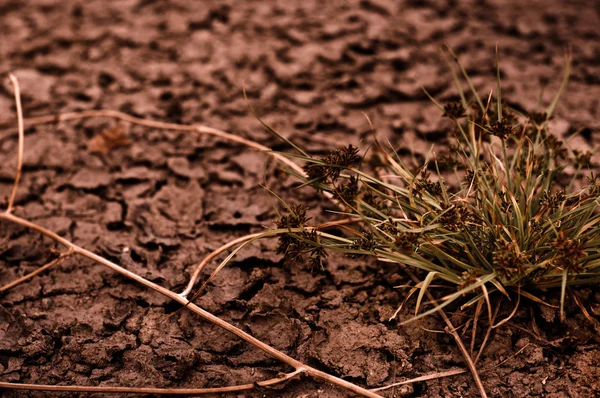 Сухий грунт крупним планом перед дощем з рослиною — стокове фото