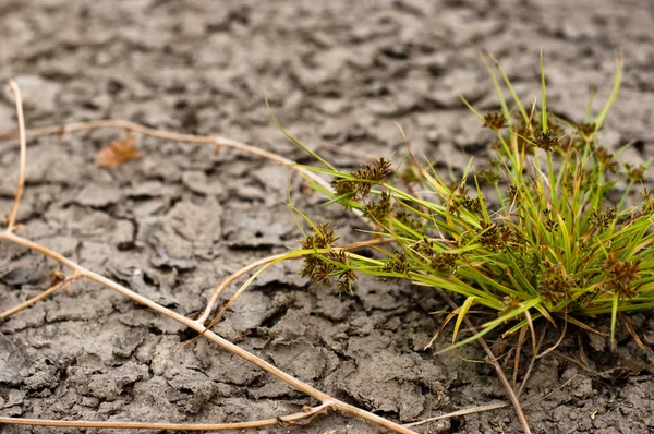 Primer plano del suelo seco antes de la lluvia con la planta —  Fotos de Stock