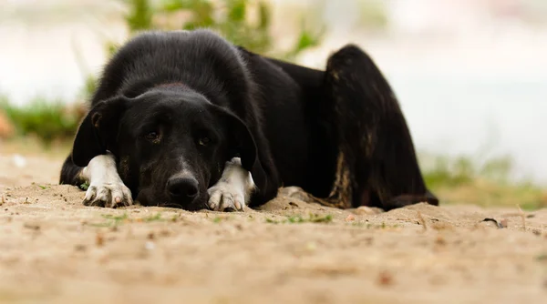 Triste cane a terra — Foto Stock