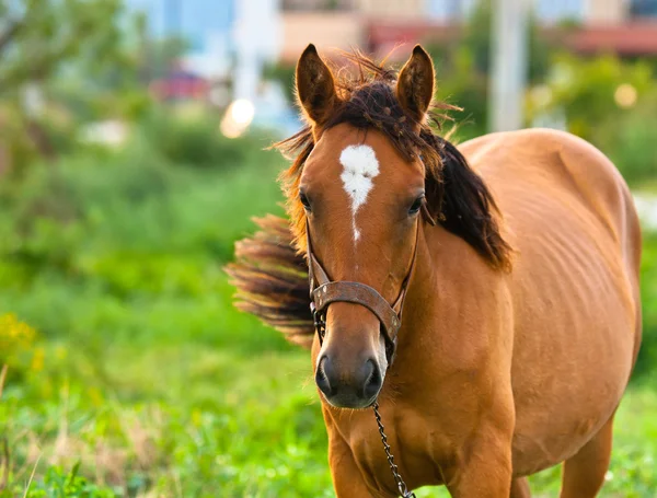 Foto primo piano di un giovane cavallo sullo sfondo verde — Foto Stock