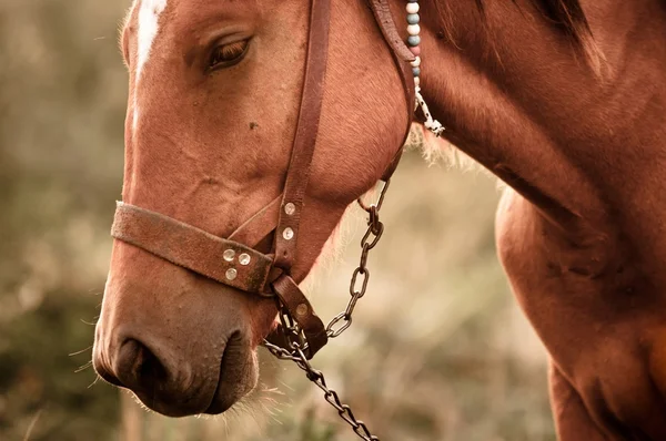 Vintage-Foto von einem niedlichen Pferd — Stockfoto