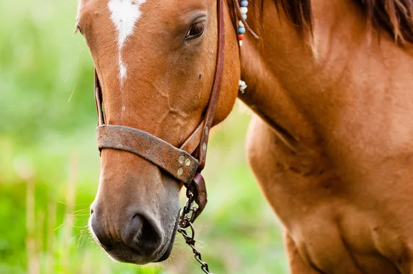 Close-up foto van een jong paard tegen groene achtergrond — Stockfoto