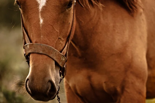 Винтажное фото милой лошади — стоковое фото