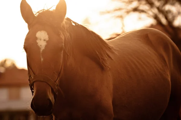 Ročník fotografické roztomilý kůň — Stock fotografie