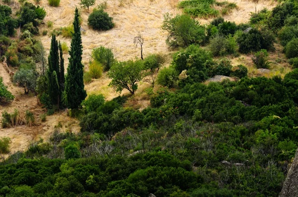 Floresta não cultivada nas montanhas — Fotografia de Stock