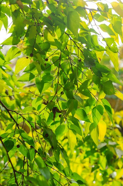 Čerstvé zelené listy na jaře v lese — Stock fotografie