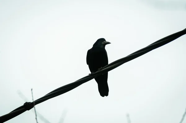 Ворона сидит на кабеле — стоковое фото