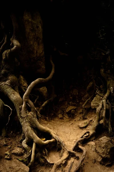 古代树的根部 — 图库照片