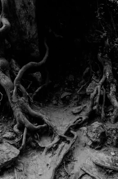 Roots of an ancient tree — Stock Photo, Image
