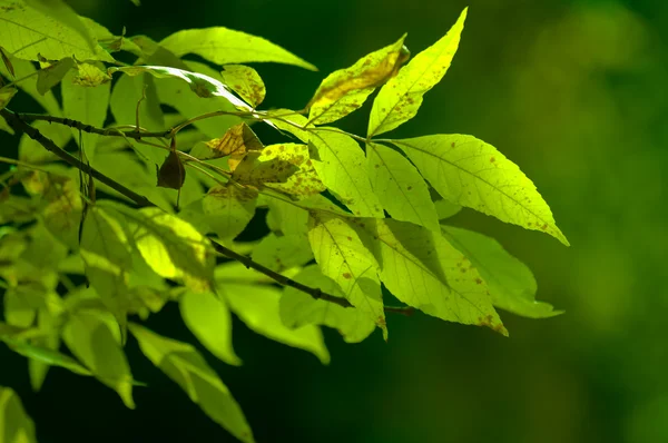 Grüne Frühlingsblätter — Stockfoto