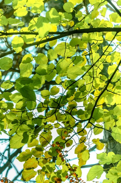 Verse groene bladeren — Stockfoto