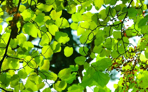 Foglie verdi fresche — Foto Stock