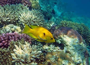 Sarı slingjaw wrasse (kadın)