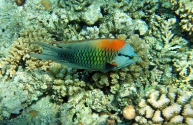 Çok renkli slingjaw wrasse (erkek)