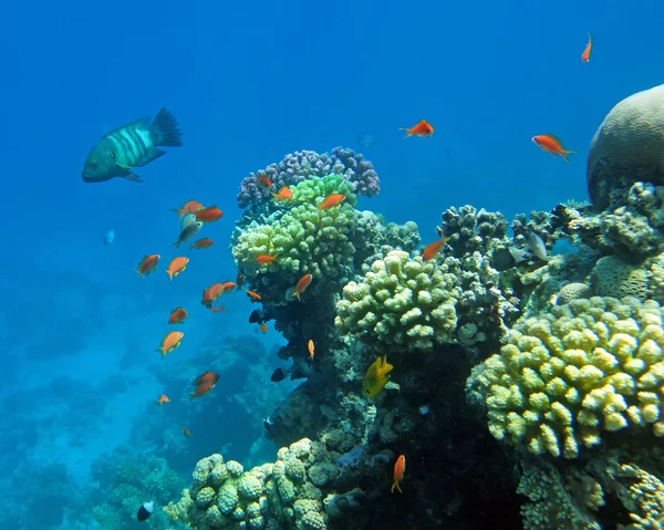 Poleiro de coral vermelho — Fotografia de Stock