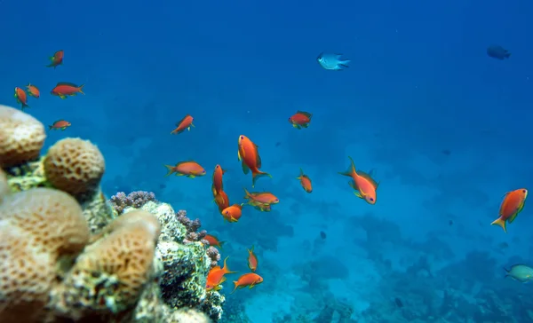 Poleiro de coral vermelho Imagem De Stock