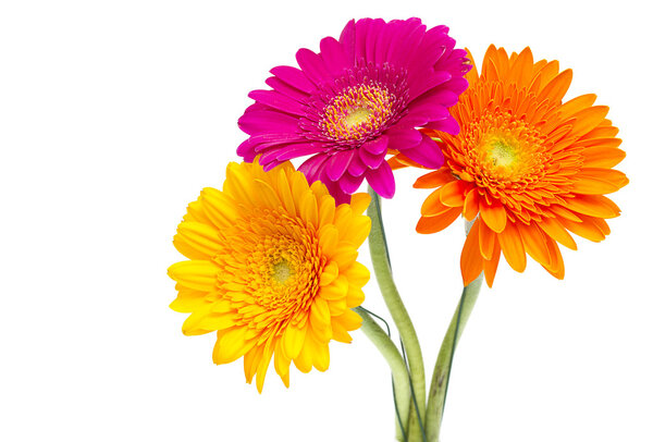 Gerber Daisy isolated on white background