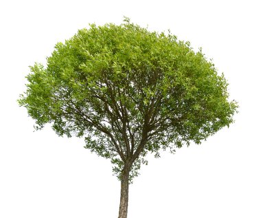 Green tree isolated on white background clipart