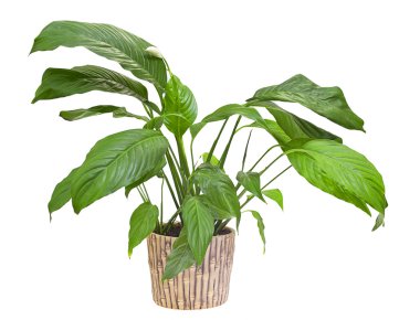 Beyaz izole spatifilyum floribundum (Barış nilüfer)