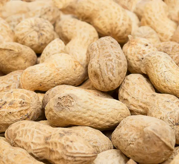 stock image Close-up of peanuts. background