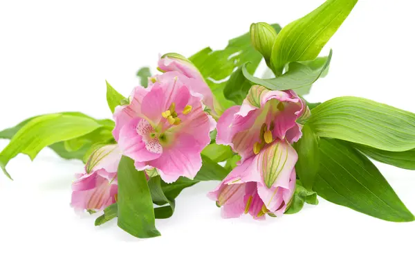 stock image The branch of freesia with flowers, buds