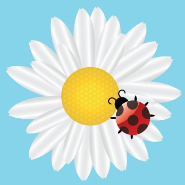 Ladybird on Daisy on blue background illustration clipart