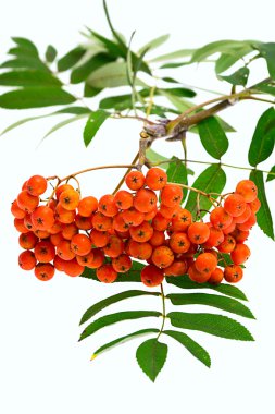 Üvez meyveleri ve beyaz zemin üzerine bırakır