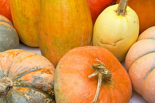 stock image Ripe orange pumpkin