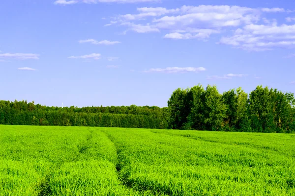 stock image Track in the field against the blue sky