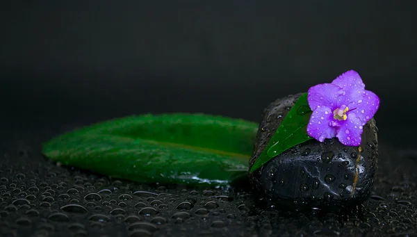 stock image Black stones with leaf, flower and water drops on black backgrou