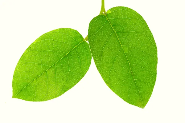 stock image Close-up of two green leaves isolated on white background