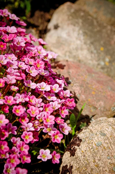 Flores y rocas —  Fotos de Stock