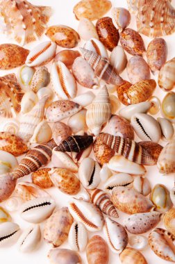 Seashell textures clipart