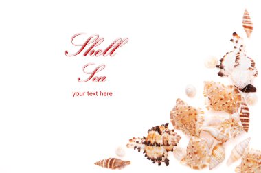 Sea shell frame with text clipart