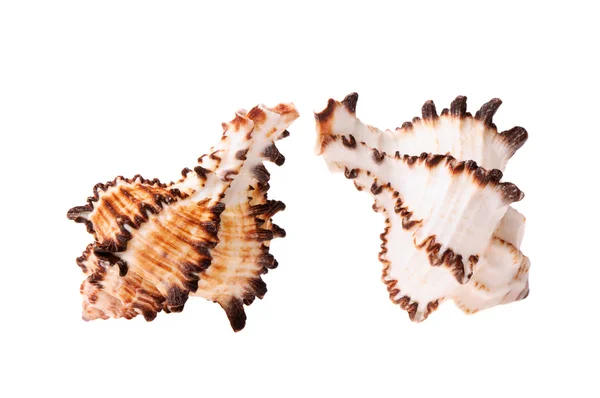 Seashell couple — Stock Photo, Image