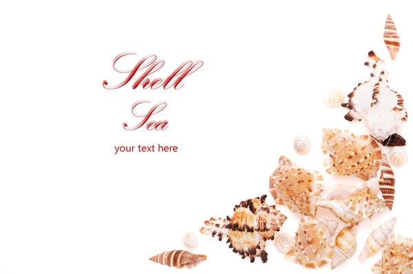 stock image Sea shell frame with text