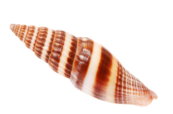 stock image Brown-white seashell