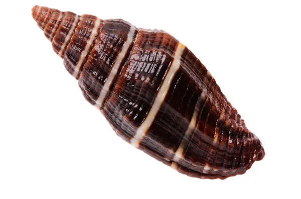 stock image Brown seashell