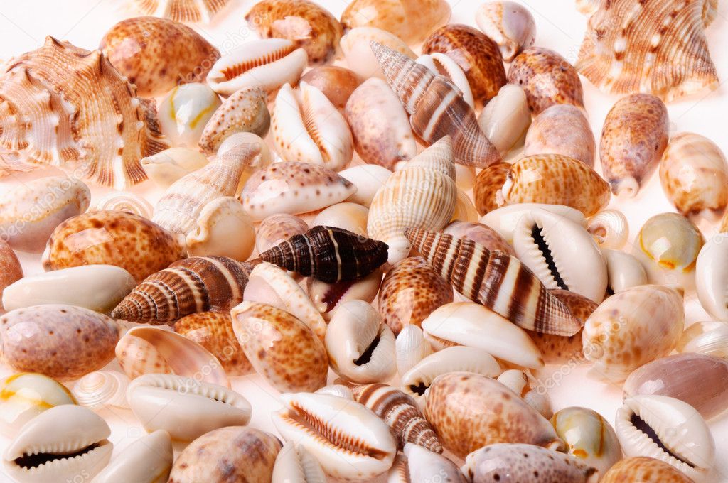 Sea shell textures