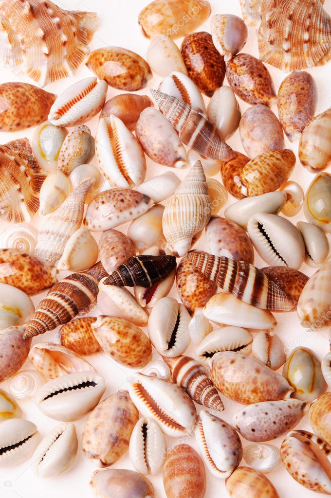 Seashell textures