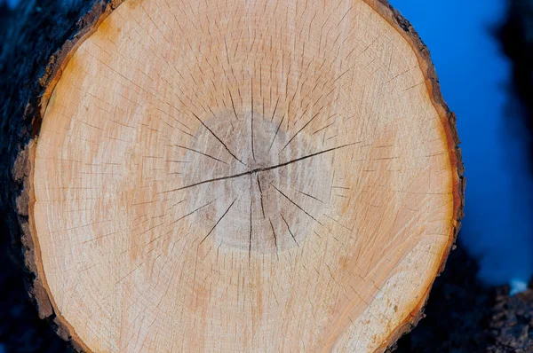 stock image Wooden circle